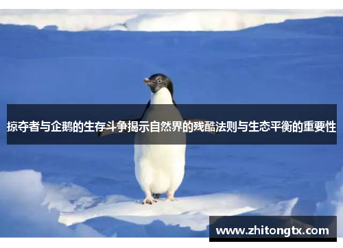 掠夺者与企鹅的生存斗争揭示自然界的残酷法则与生态平衡的重要性